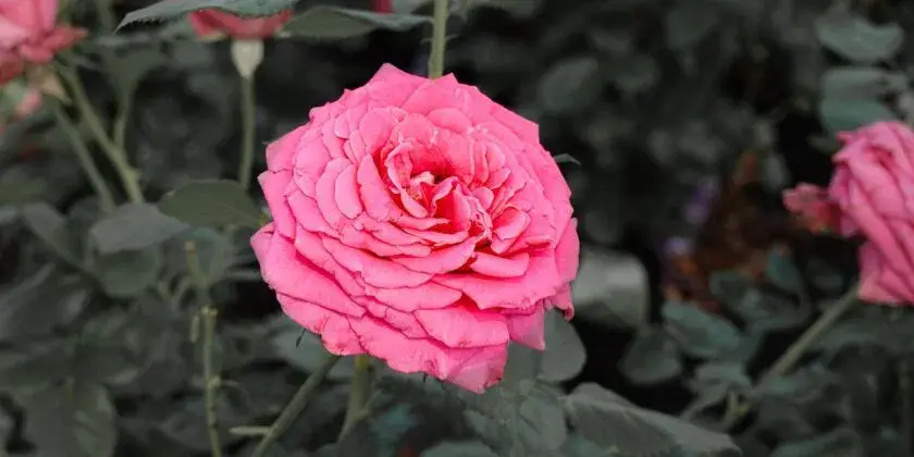 Poda del rosal, si lo haces de esta forma tu planta crecerá exuberante y florecerá abundantemente – Mis Consejos Jardinería