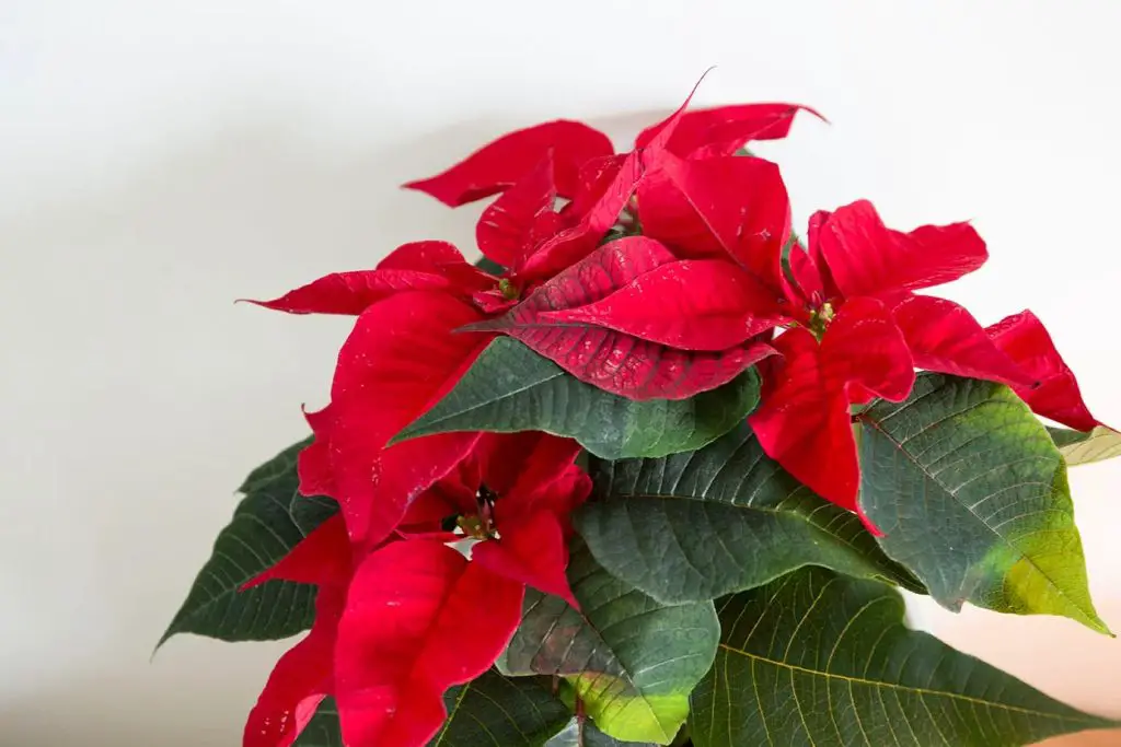 Poinsettia: descubre cómo hacer que dure hasta el próximo año – Mis Consejos Jardinería