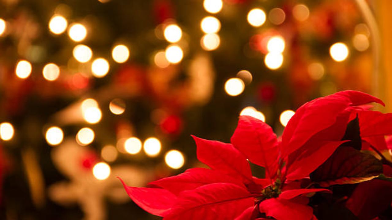 estrella de navidad