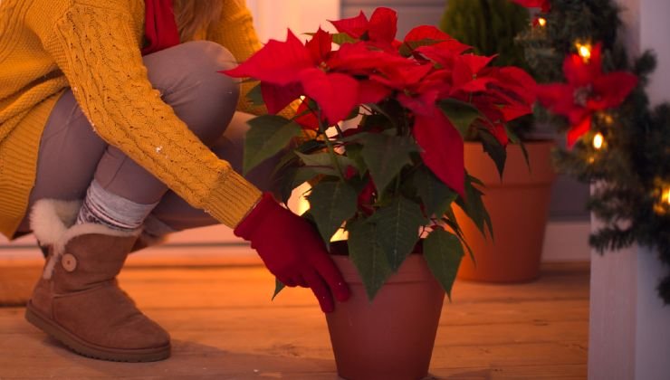 Flor de Pascua en la casa