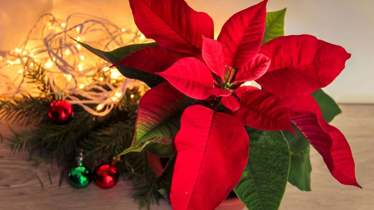 estrella de navidad