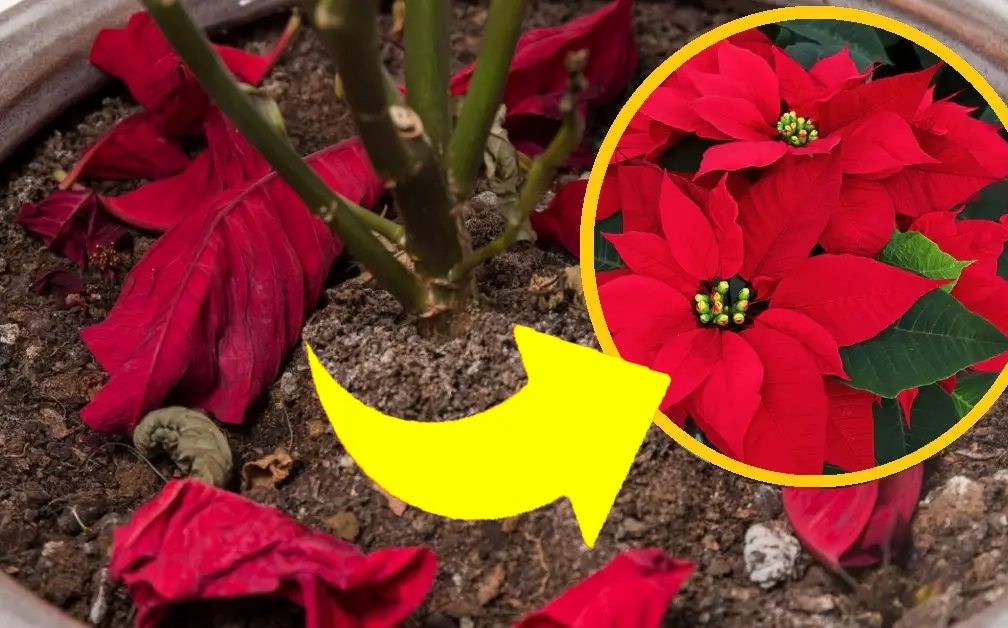 Poinsettia, si las hojas están flojas y se caen, haga esto: ese es el problema | ¡Recupéralo en unos días – Mis Consejos Jardinería
