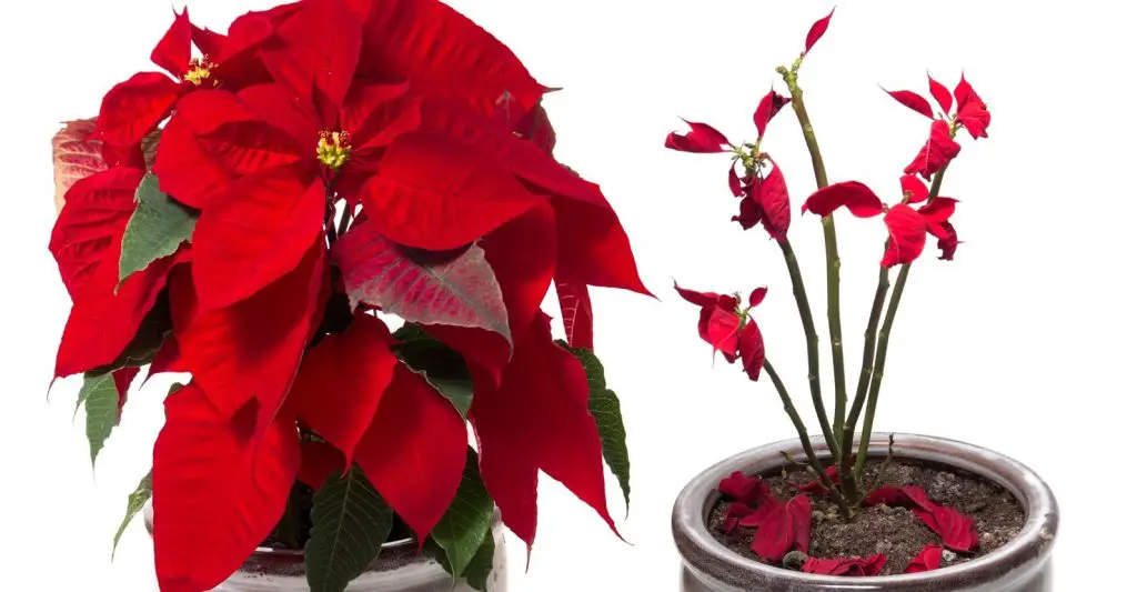Poinsettia: todos los secretos para cuidarla y hacerla florecer de nuevo – Mis Consejos Jardinería