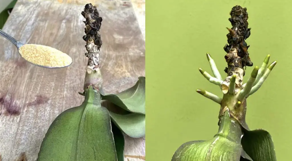 Polvo de cítricos como fertilizante: cómo reutilizar las cáscaras de naranja sin tratar – Mis Consejos Jardinería