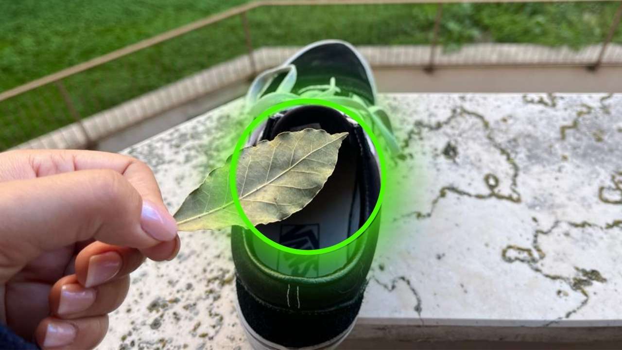 Hojas en tus zapatos