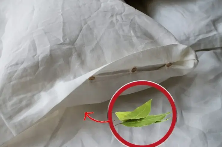 Pon siempre 2 hojas de laurel debajo de la almohada, ¡descubre por qué! Es un cambio de juego – Mis Consejos Jardinería