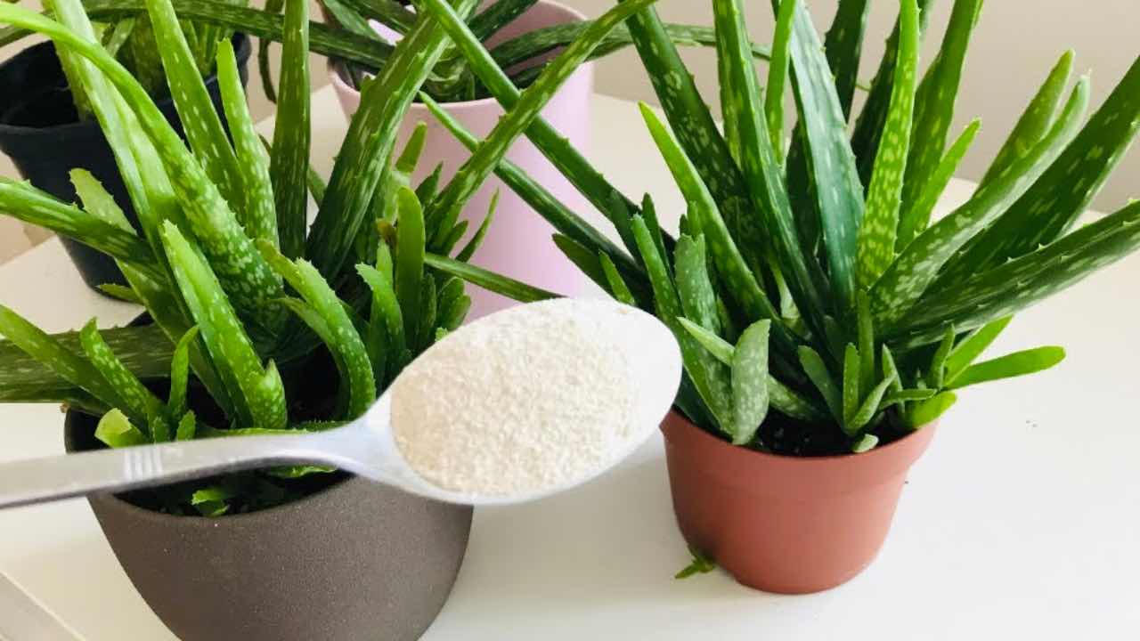 ingrediente en aloe vera ingrediente en aloe vera