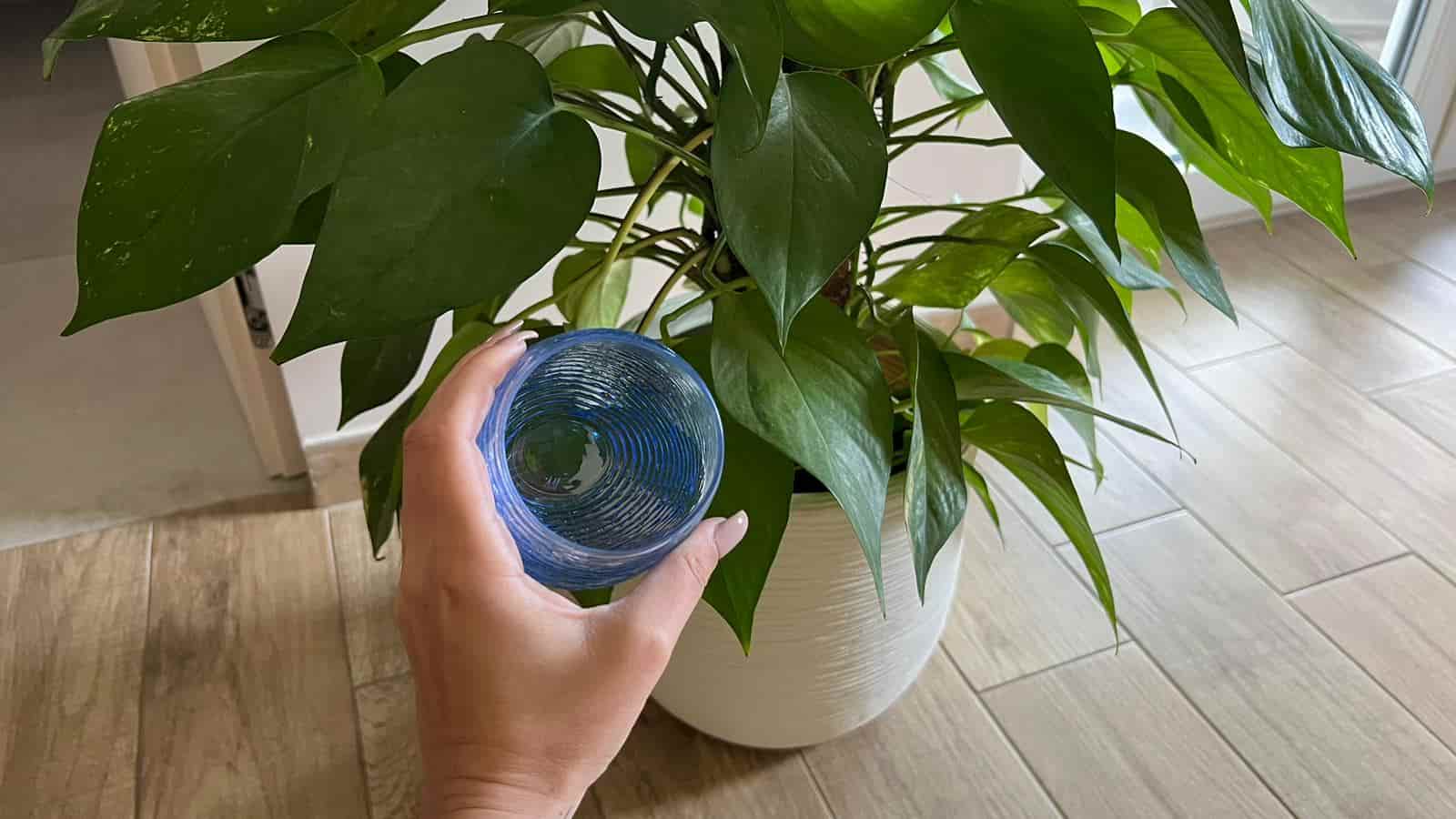 Peróxido de hidrógeno en plantas
