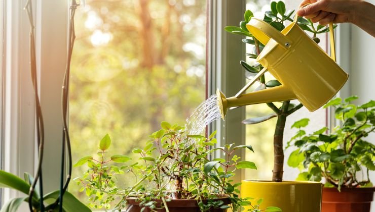 plantas en la casa