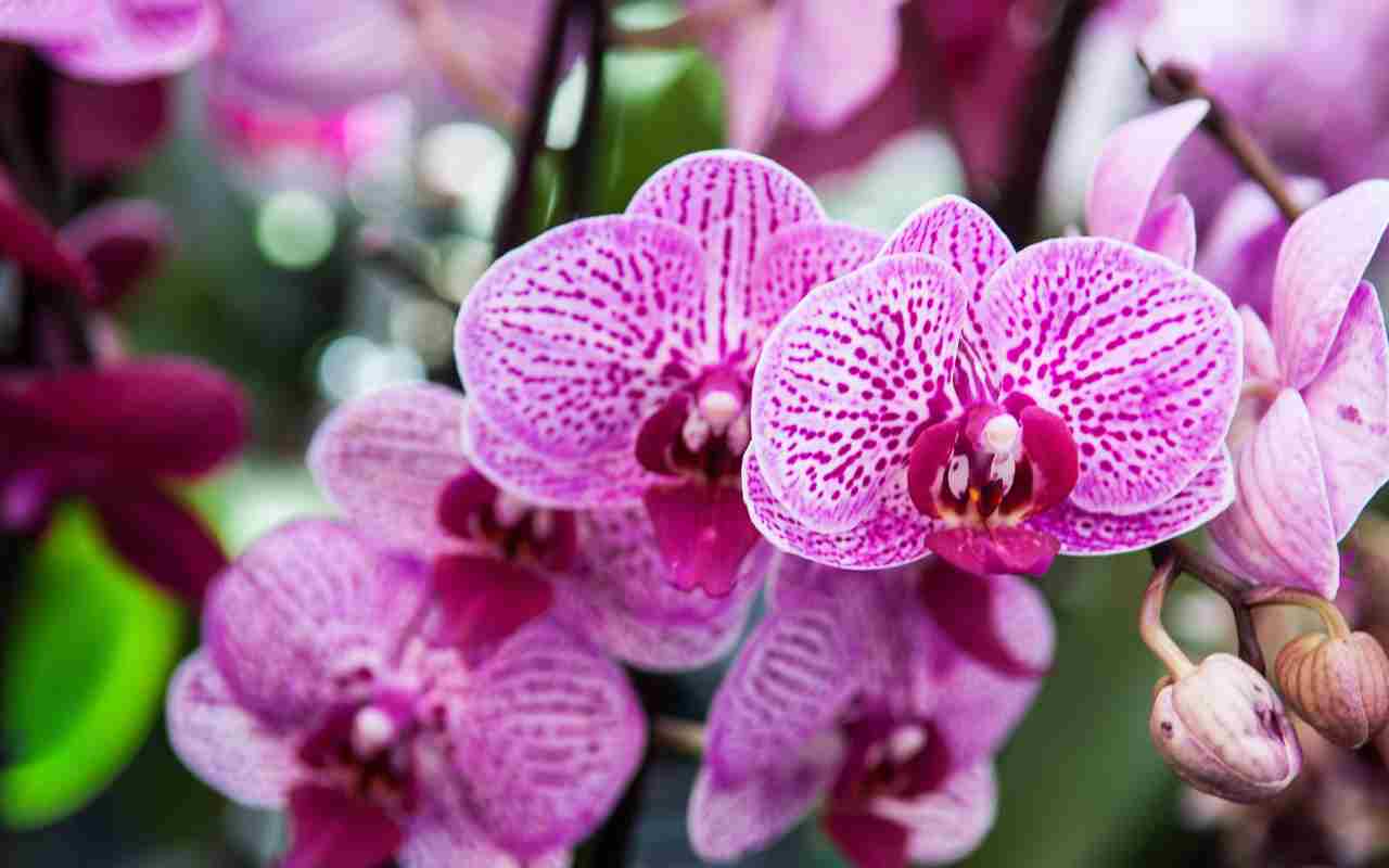 orquideas