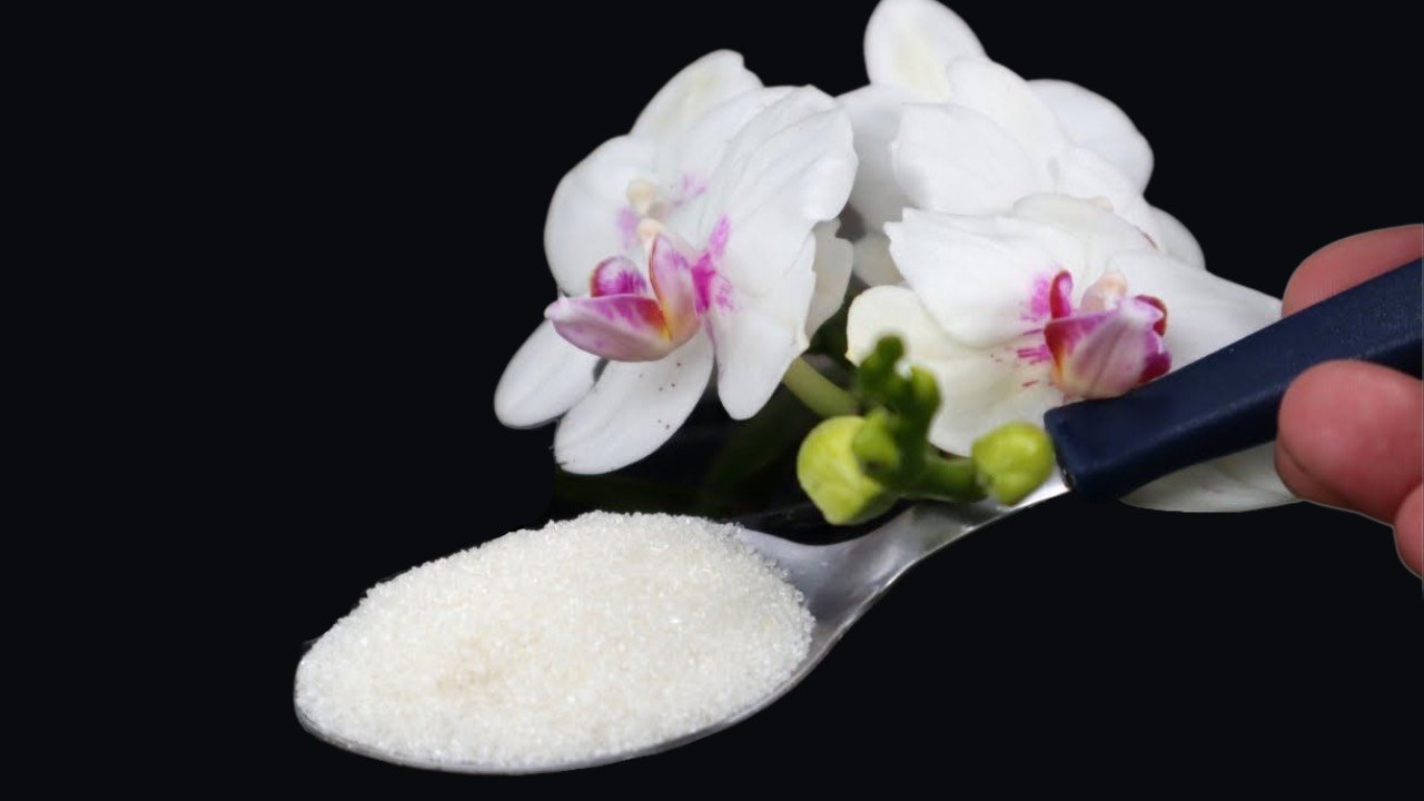 azucar en orquideas