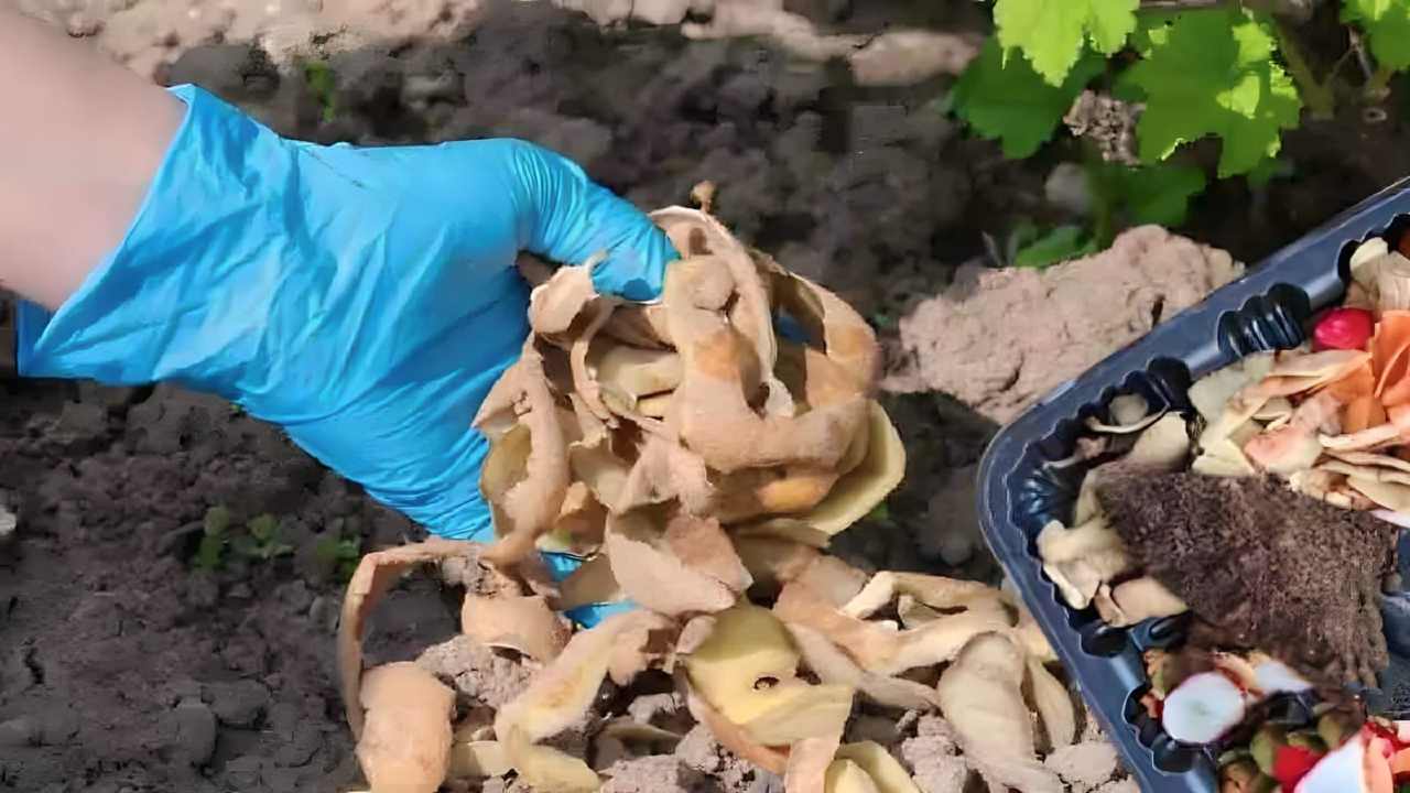 Cáscaras de papa en la tierra