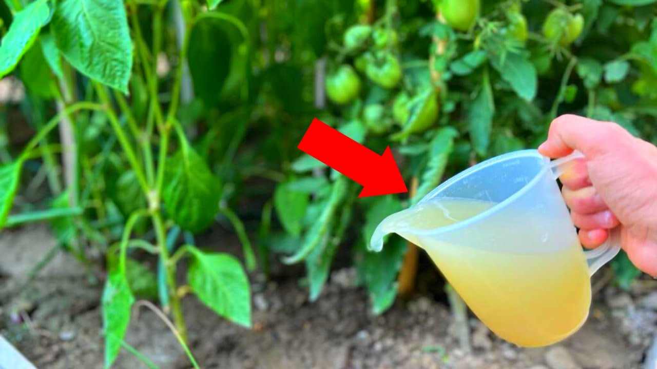 Compuesto en tomates