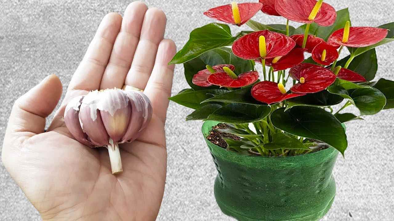 ajo en la planta