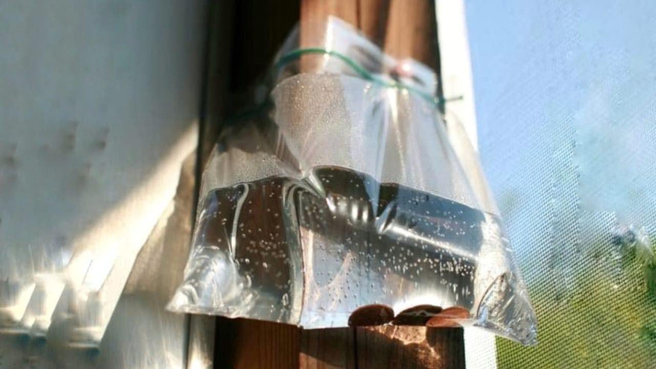 Bolsitas de agua y monedas