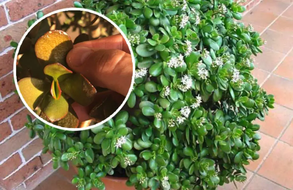 Por qué el árbol de jade tiene hojas marrones: causas y soluciones. – Mis Consejos Jardinería