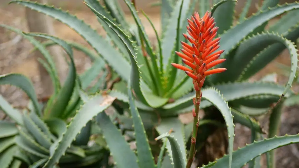 Por qué la planta de aloe no florece: posibles causas y soluciones – Mis Consejos Jardinería