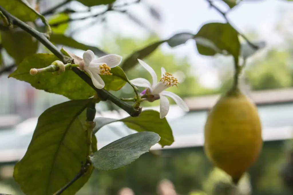 Por qué la planta de limón no florece: posibles causas y soluciones. – Mis Consejos Jardinería