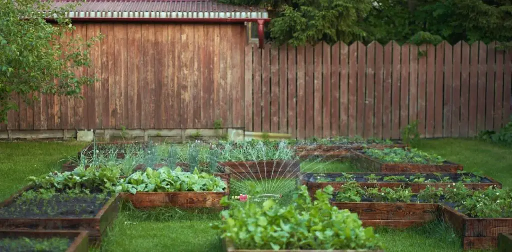 Por qué plantar tomates y cebollas juntos es el peor error de su jardín – Mis Consejos Jardinería