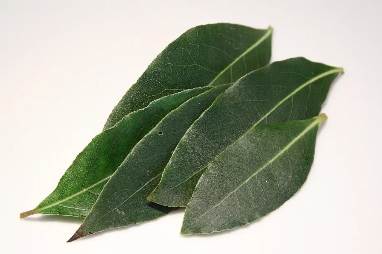 hojas de laurel verde