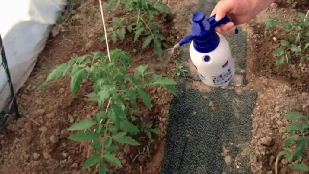 Potente insecticida casero, no verás ni un solo insecto volando – Mis Consejos Jardinería