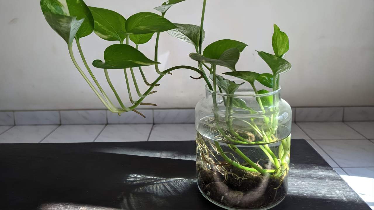 Pothos en un frasco