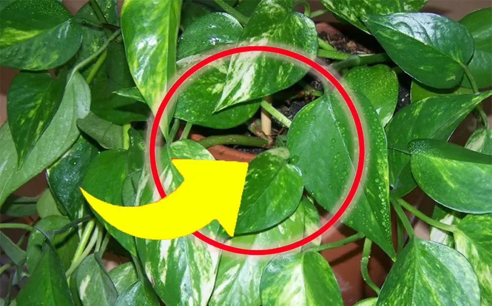 Pothos, no más hojas amarillas y secas: si haces esto siempre lo tendrás exuberante y fuerte! – Mis Consejos Jardinería