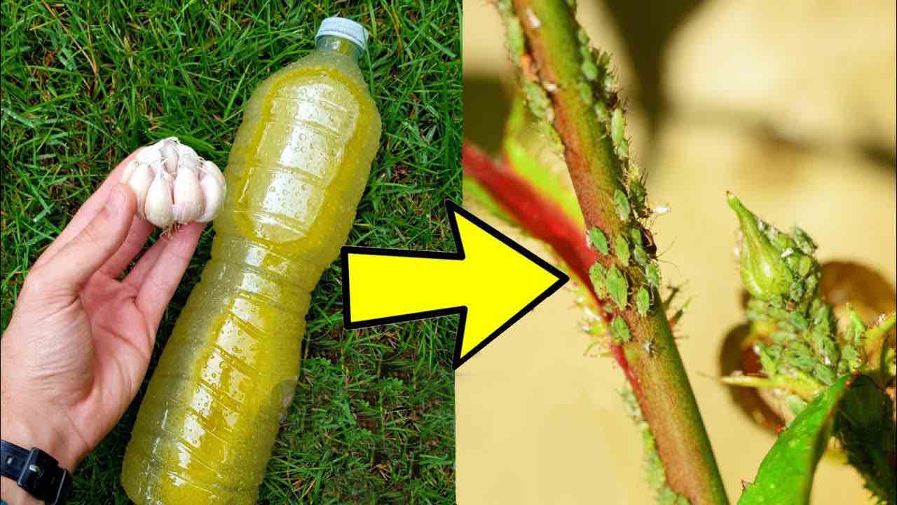 remedio para parásitos