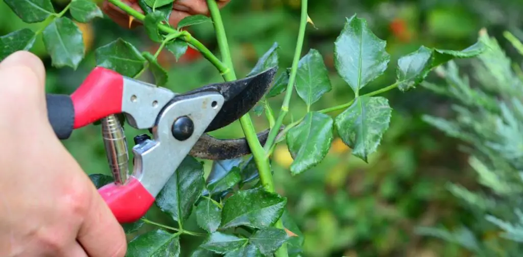 Prepara tu jardín para el verano: 6 plantas para podar ahora – Mis Consejos Jardinería