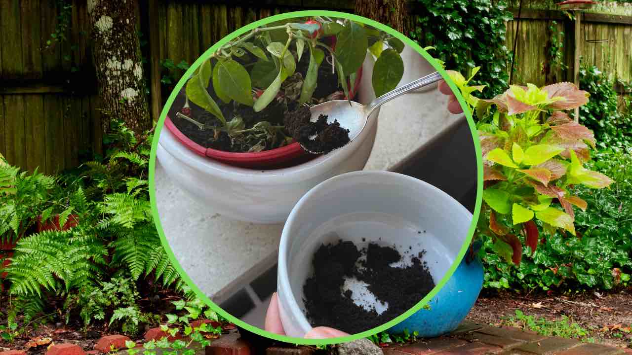 cafe en plantas