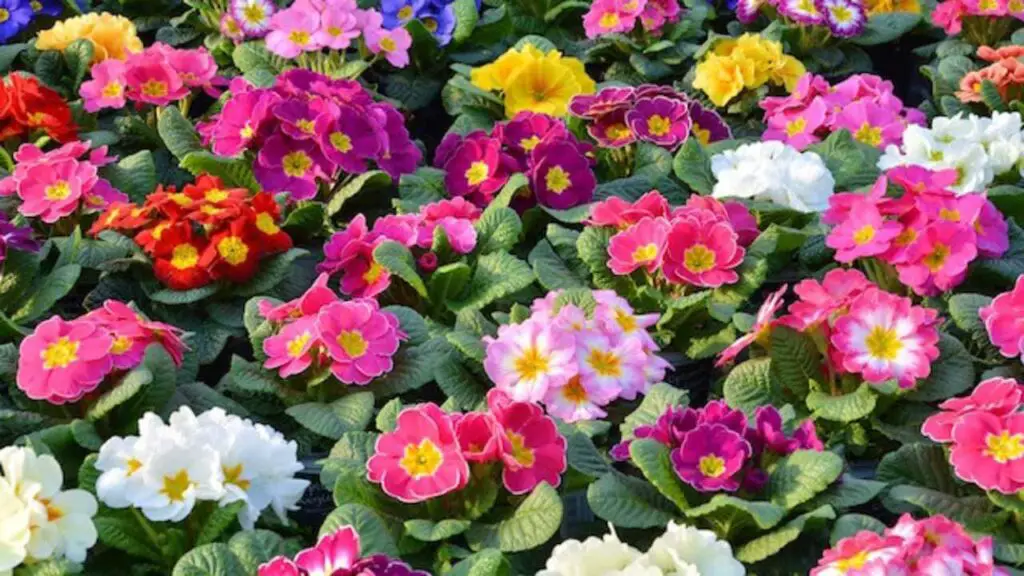 Primavera: aquí están todos los trabajos para hacer ahora en el balcón y en el jardín – Mis Consejos Jardinería