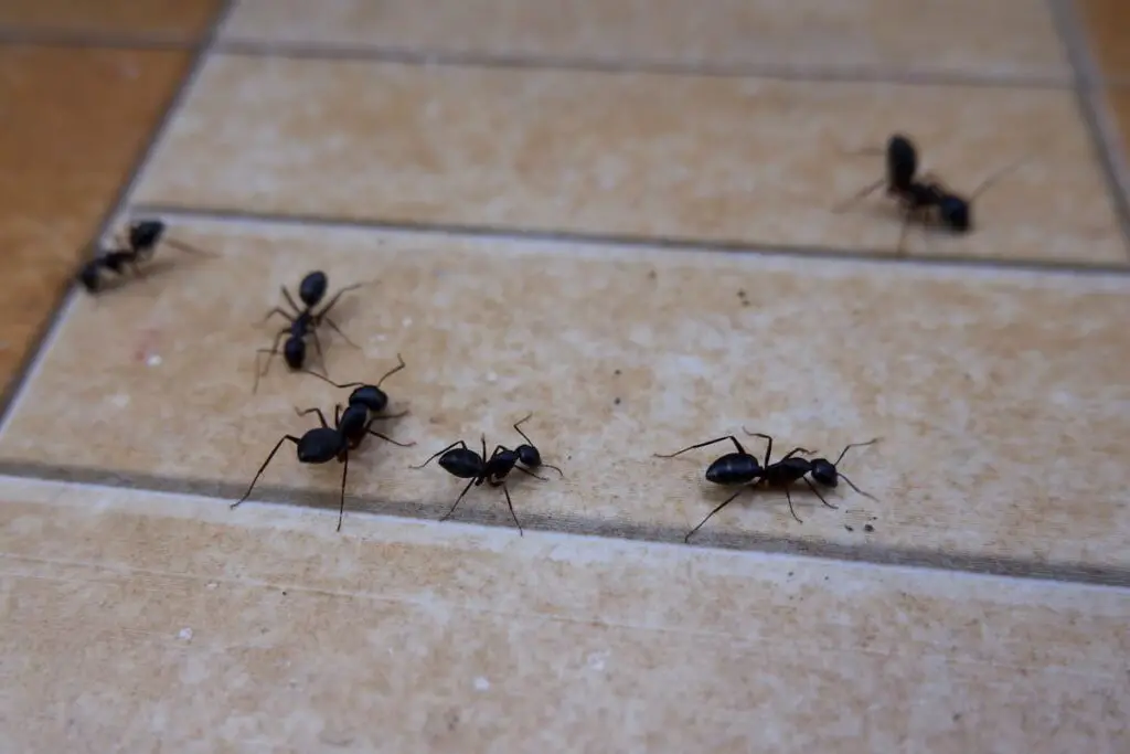 Pronto llegarán hormigas a la casa: así es como limpiar el piso para ahuyentarlas – Mis Consejos Jardinería