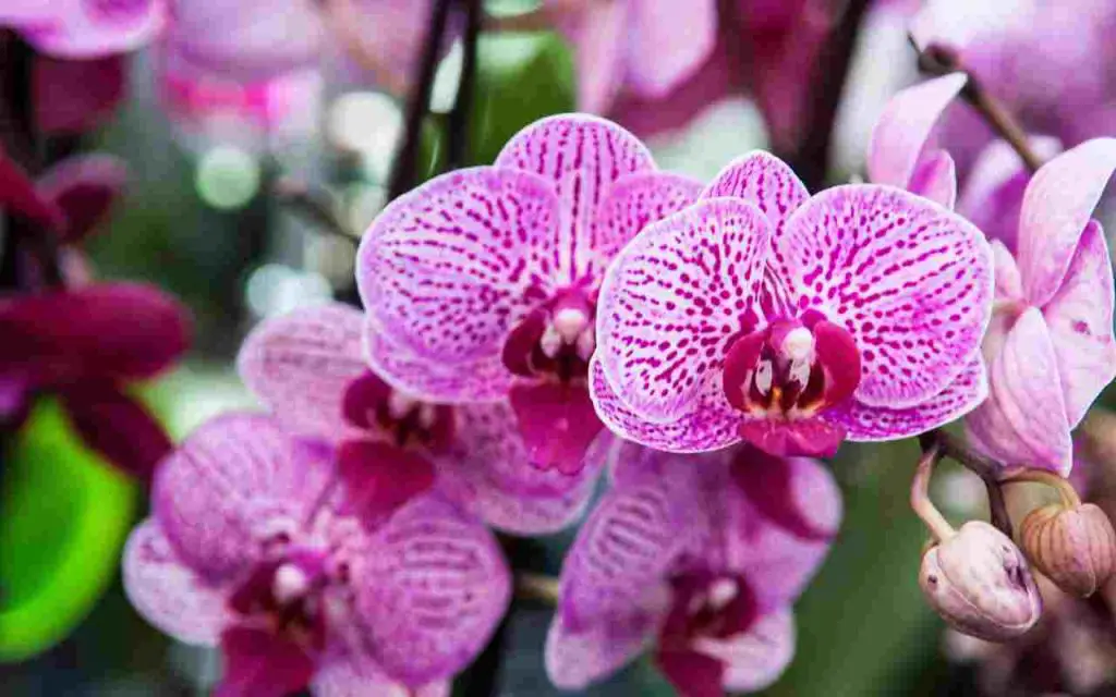 Propague orquídeas infinitamente con este truco de la patata: “Finalmente” – Mis Consejos Jardinería