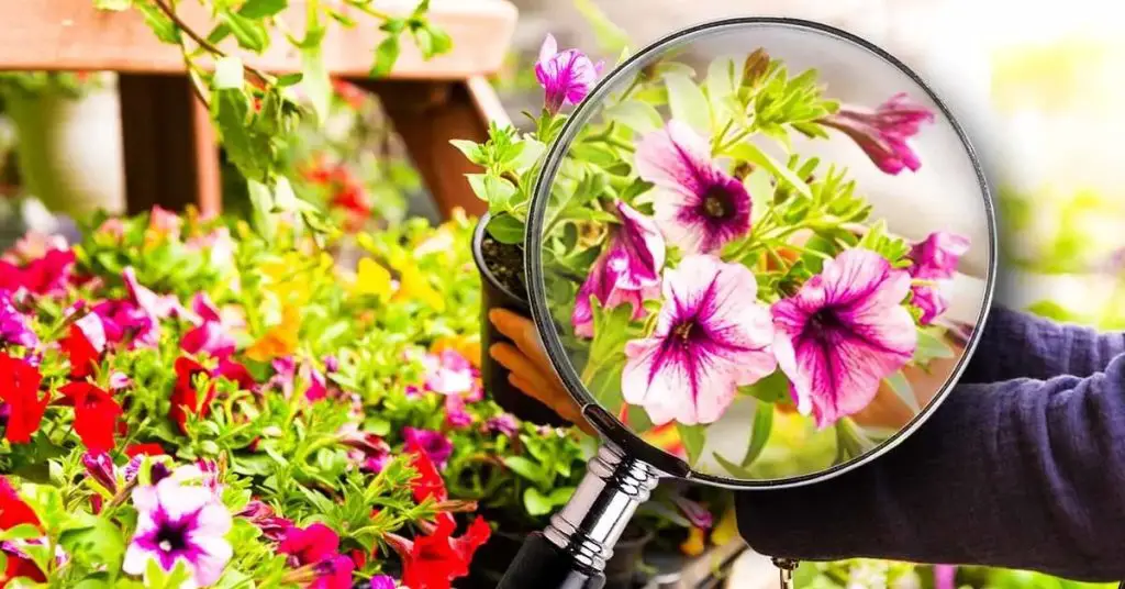 Qué comprobar antes de comprar flores. La señal reveladora de que pronto se marchitarán – Mis Consejos Jardinería