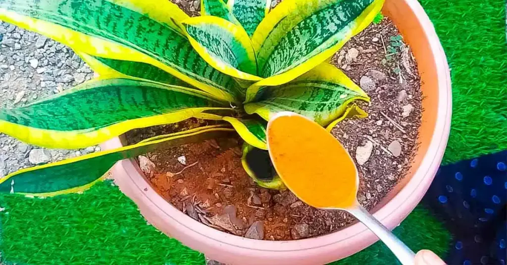 Qué echar sobre las plantas para que resistan el invierno: una mezcla imprescindible para conservarlas – Mis Consejos Jardinería