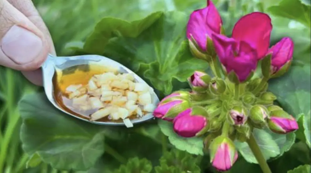 Qué hacer para las plantas en primavera: consejos útiles a seguir – Mis Consejos Jardinería