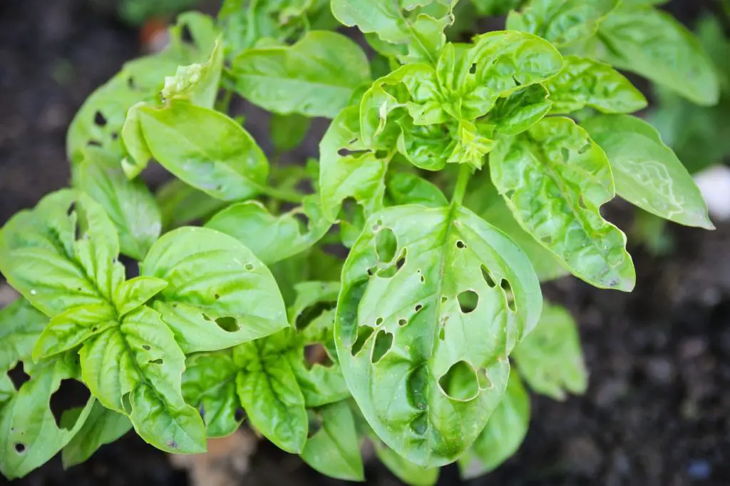 Qué hacer si la albahaca tiene hojas perforadas: posibles causas y soluciones. – Mis Consejos Jardinería
