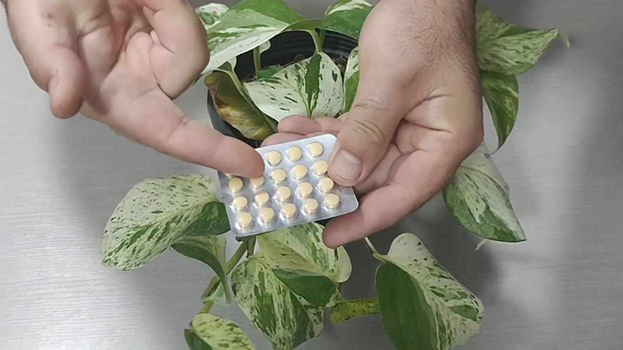 aspirina en las plantas