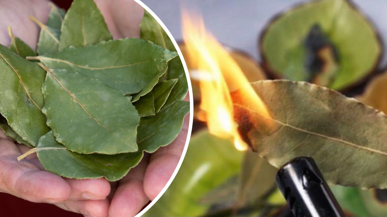 Quemar una hoja de laurel en casa