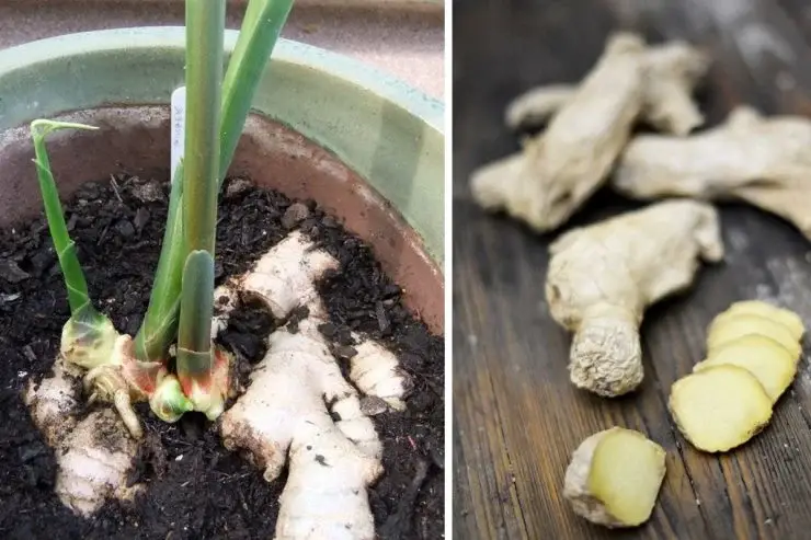 Raíz de jengibre, con el truco de la pieza lo multiplicas infinitamente sin sacar 1 céntimo – Mis Consejos Jardinería