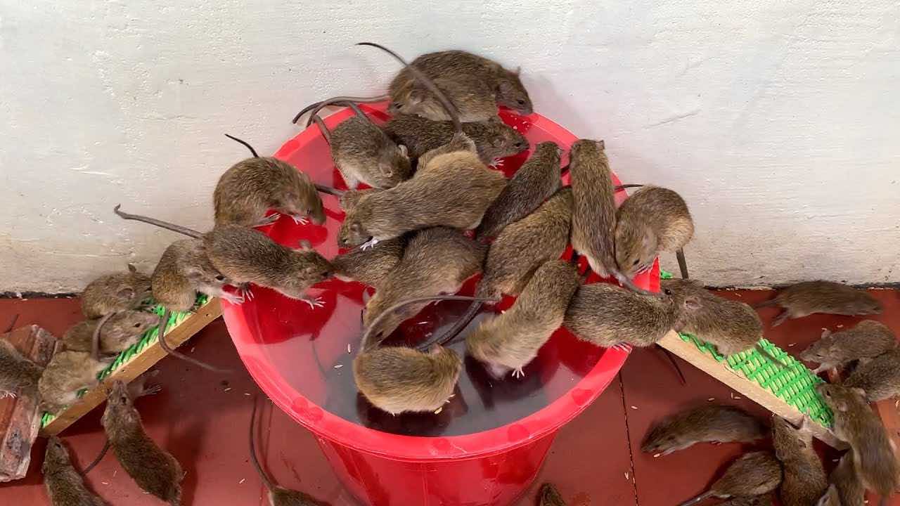 ratones en la casa