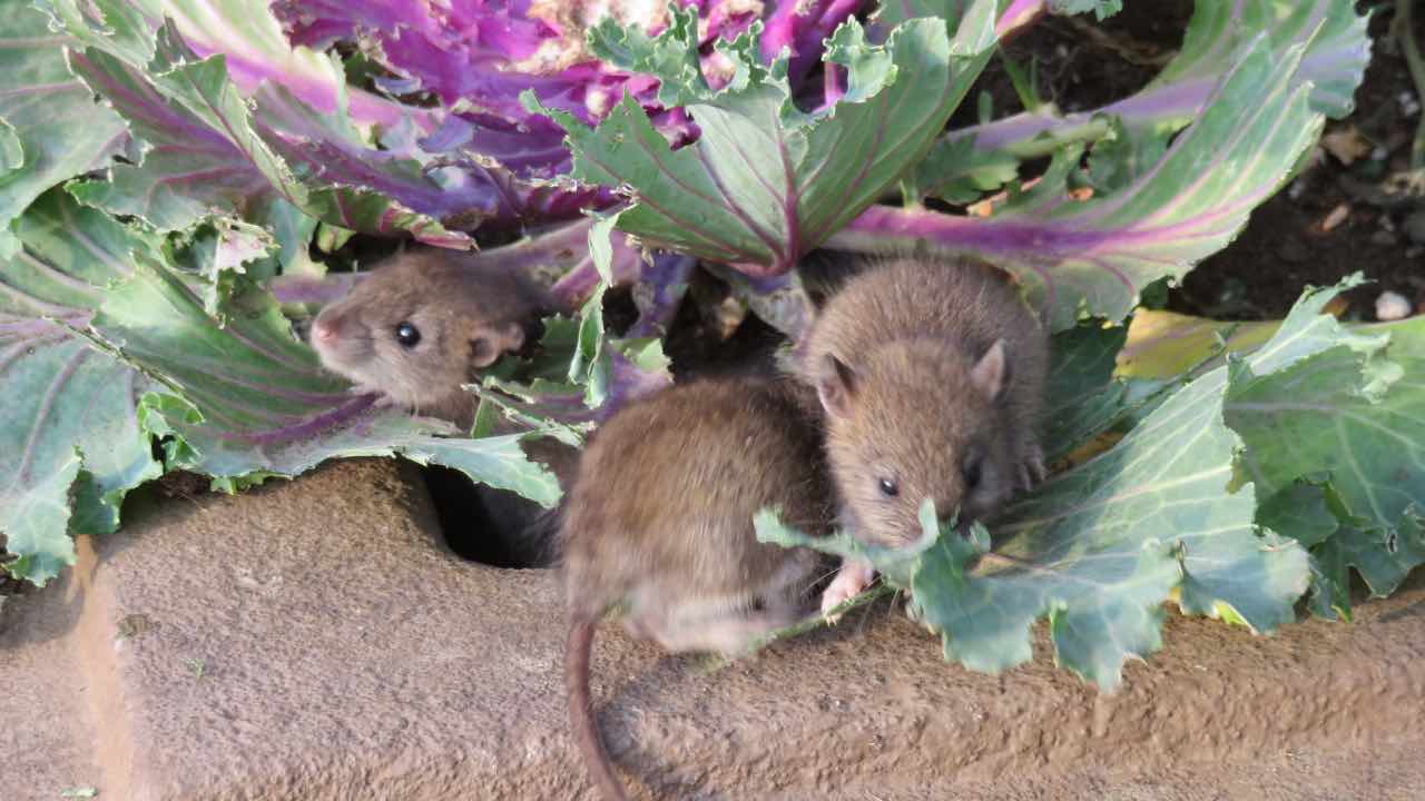 ratones en el jardin