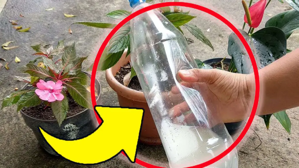 Regar las plantas, este es el truco: ¡con este líquido crecerán fuertes y exuberantes! – Mis Consejos Jardinería