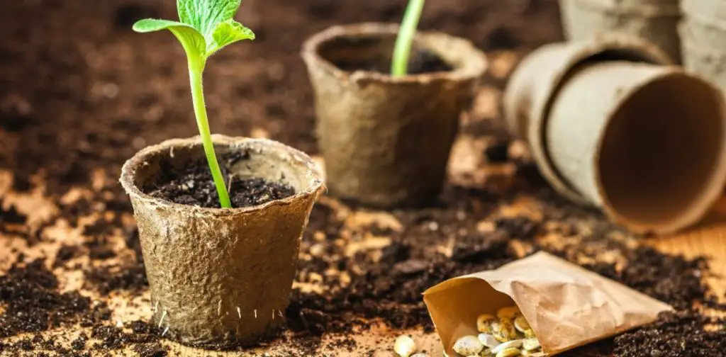 Remojar las semillas antes de sembrarlas: por qué es esencial para una plantación exitosa – Mis Consejos Jardinería