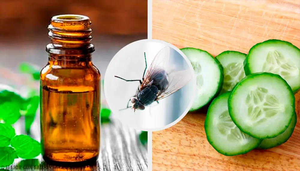 Repelente de insectos natural casero – Mis Consejos Jardinería
