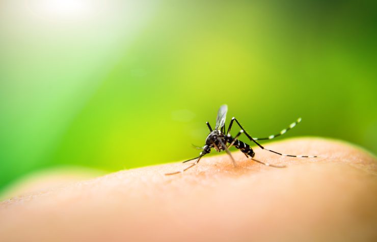 Repelentes naturales de mosquitos: estos son los aceites esenciales más potentes – Mis Consejos Jardinería