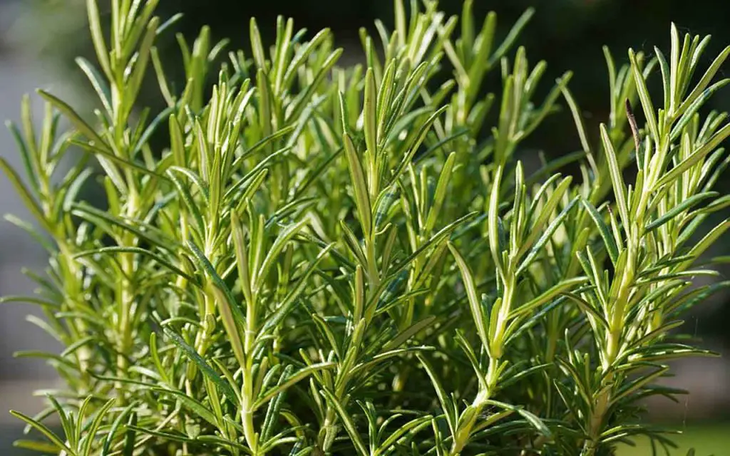 Reproduce romero indefinidamente con este increíble método: el truco del genio – Mis Consejos Jardinería