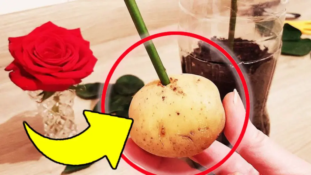 Reproduce rosas sin cesar sin gastar un euro, hazlo con una patata: ¡es muy sencillo! – Mis Consejos Jardinería