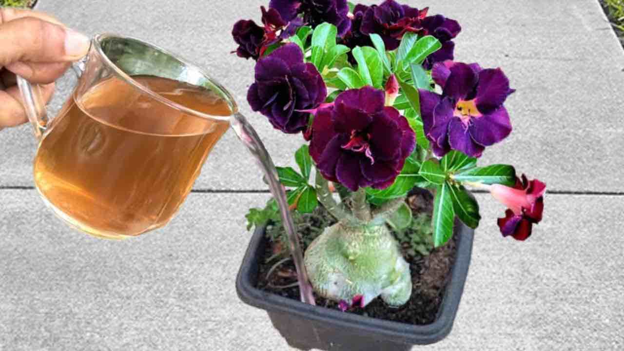regar las plantas