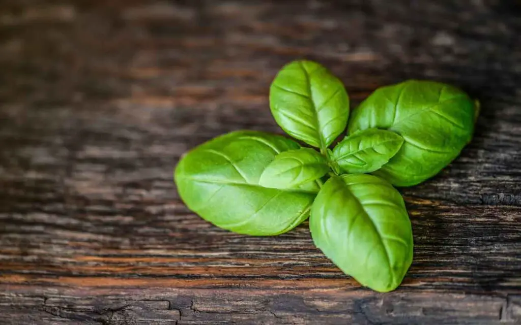 Riega la albahaca así y pon la plántula en este lugar: “¡guau!” – Mis Consejos Jardinería